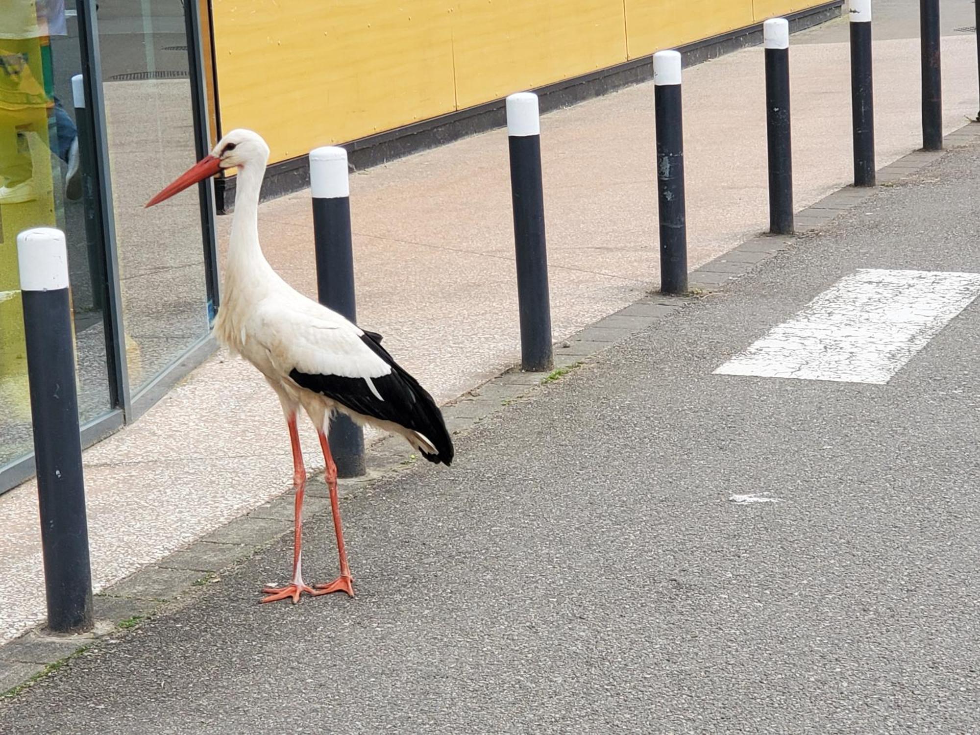 Mirka & Franck Apartment Chic 4 Stars Parking Free Colmar Bagian luar foto